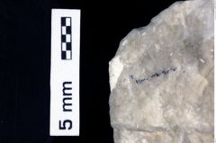 Foto (Detailansicht) von Decapoda indet. (NHMW-GEO-1990-0041-0522)